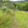 Plants: image 21 Of 102 Thumb